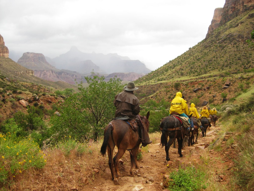 A mule train heading down into the canyon. A mule train heading down into the canyon.