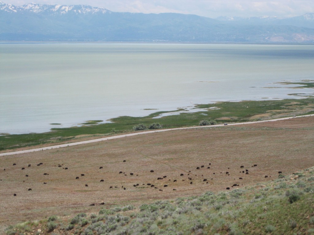 A herd of buffalo.