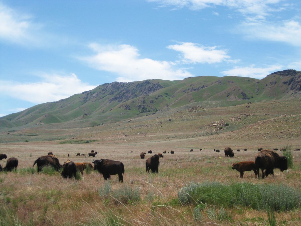That buffalo herd (from the previous photo) up close. Frary Peak is the mountain in the background.