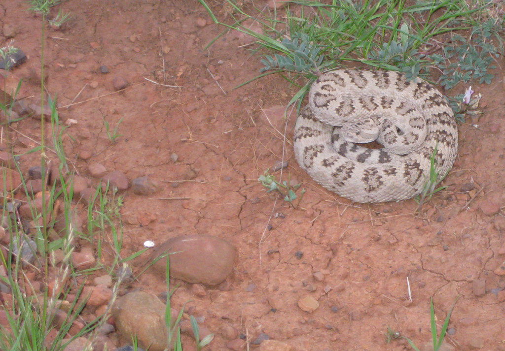 An angry rattlesnake on West Mountain. An angry rattlesnake on West Mountain.