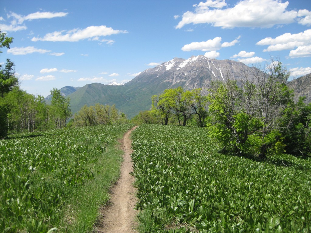 A beautiful part of the downhill mountain bike trail on Squaw Peak. A beautiful part of the downhill mountain bike trail on Squaw Peak.