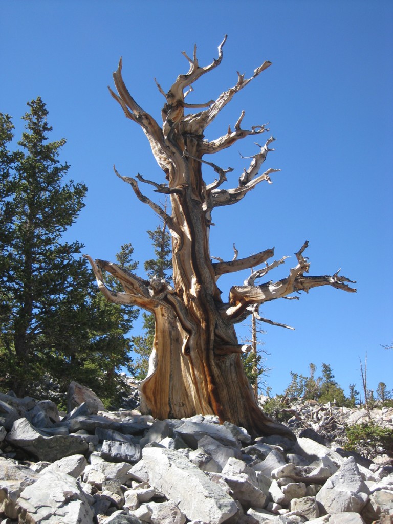 A bristlecone pine. A bristlecone pine.