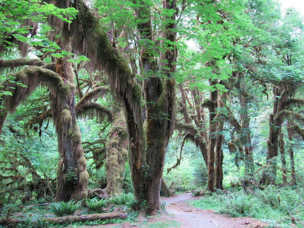 The Hoh Rain Forest.