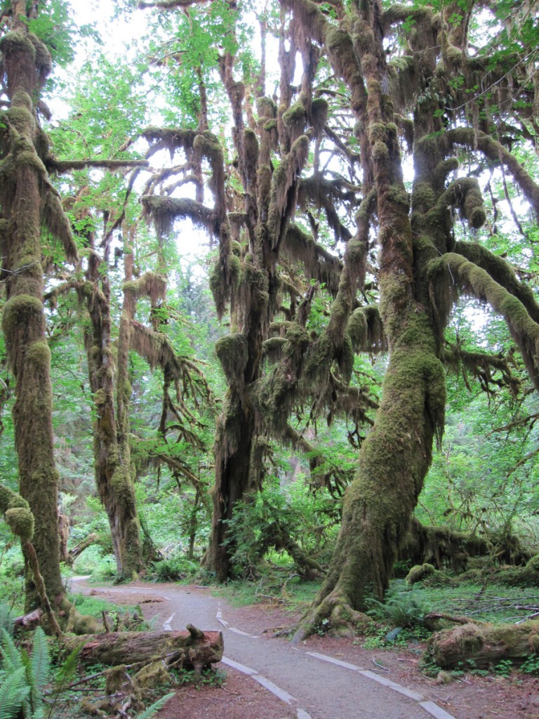 The Hoh Rain Forest.