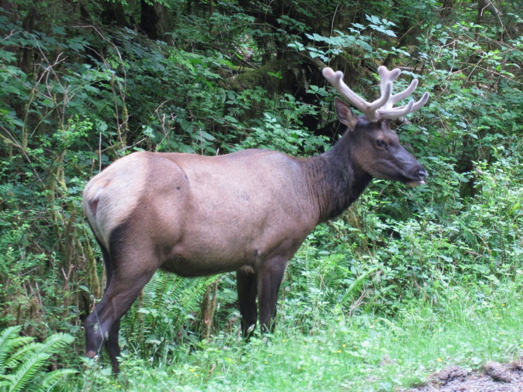 Elk.