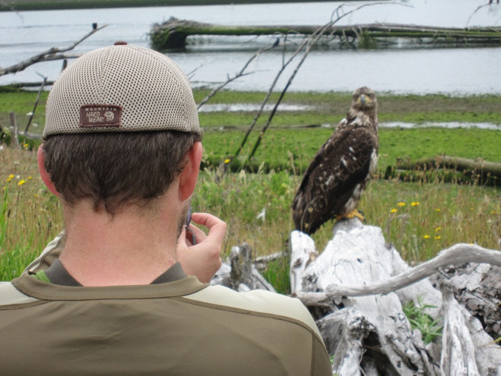 Matt harassing a young bald eagle.