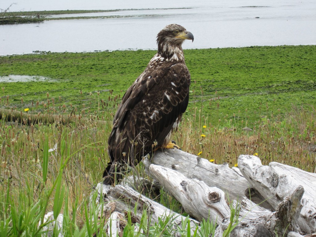 A young bald eagle.