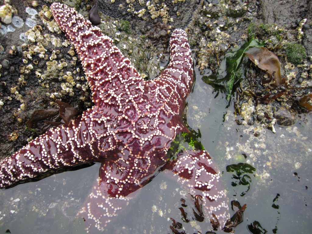Starfish.