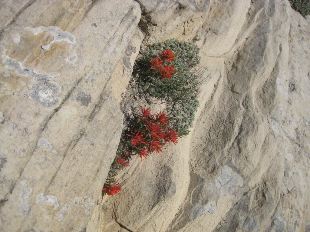 Indian Paintbrush was blooming on the route.
